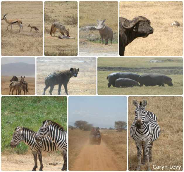 Baby Gazelle, Jackyl & Gazelle, warthog, Water buffalo alive & dead, hyenas, hippos & zebras